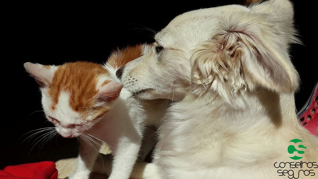 Seguro para animais domésticos